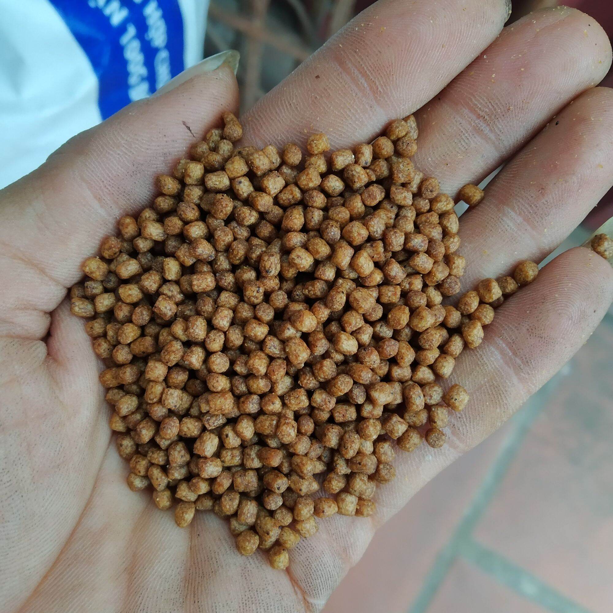 1kg Thức ăn cá koi Kingfeed 42% protein, lên màu, lên size nhanh