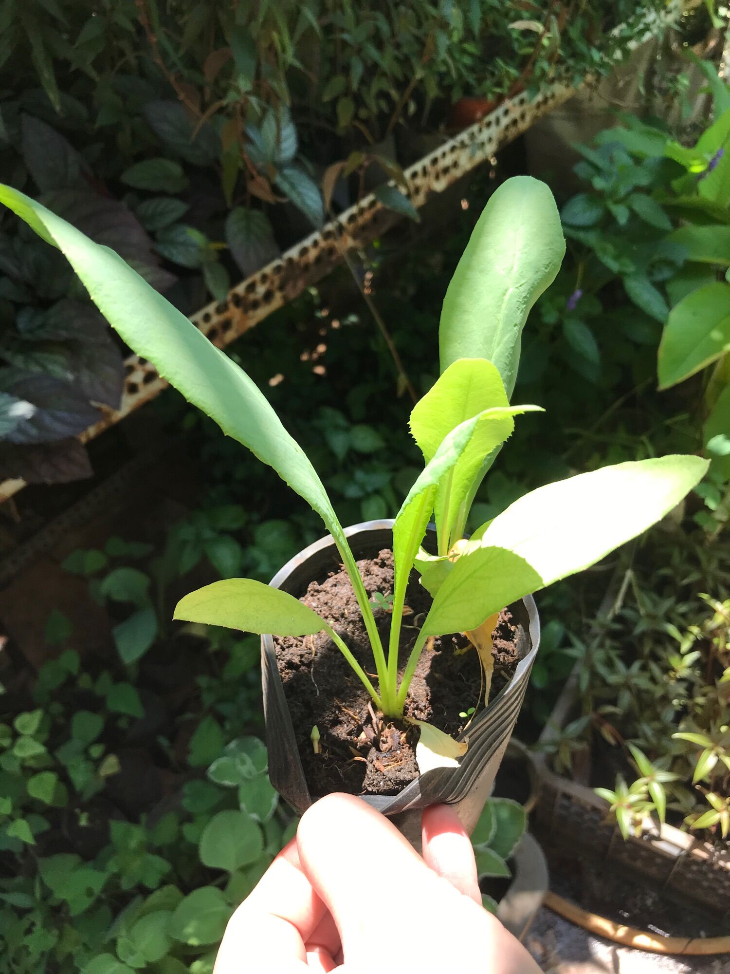 Cây giống Bồ công anh lá to