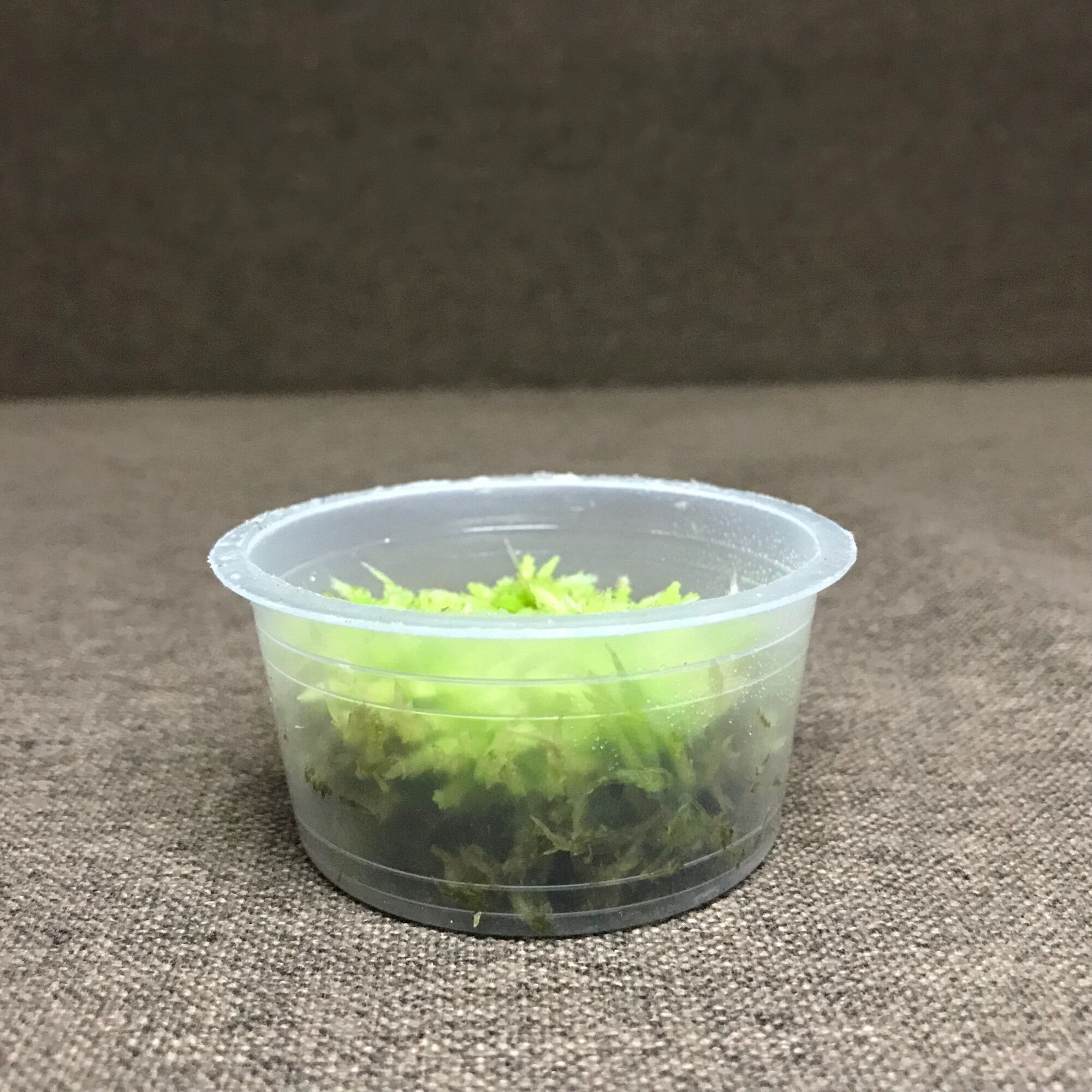 Hộp dớn Lescuri size 6,8cmx3cm