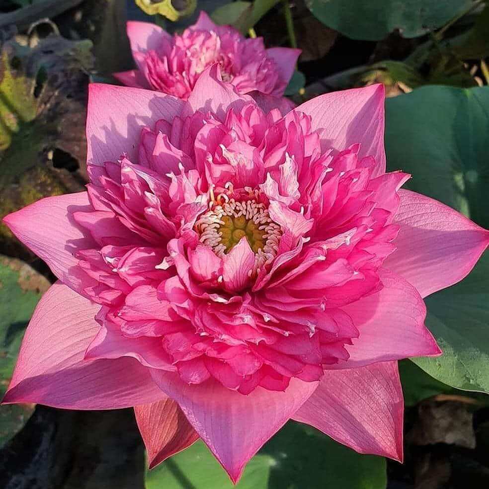 combo 5 củ sen ngẫu nhiên
