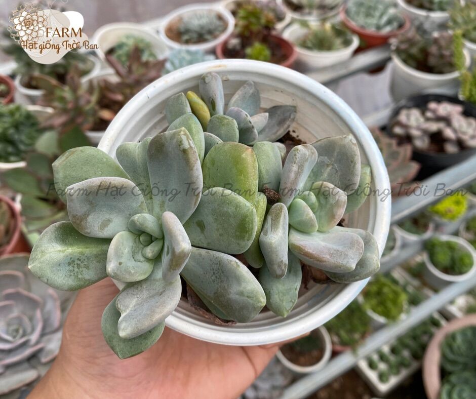 SEN ĐÁ RANDOM SIZE TRUNG BÌNH “HẠT DẺ’’ 9-12CM (1 CÂY)🏺MUA NHIỀU CHỌN KHÁC LOẠI (TỐI ĐA 5 LOẠI) 🌈