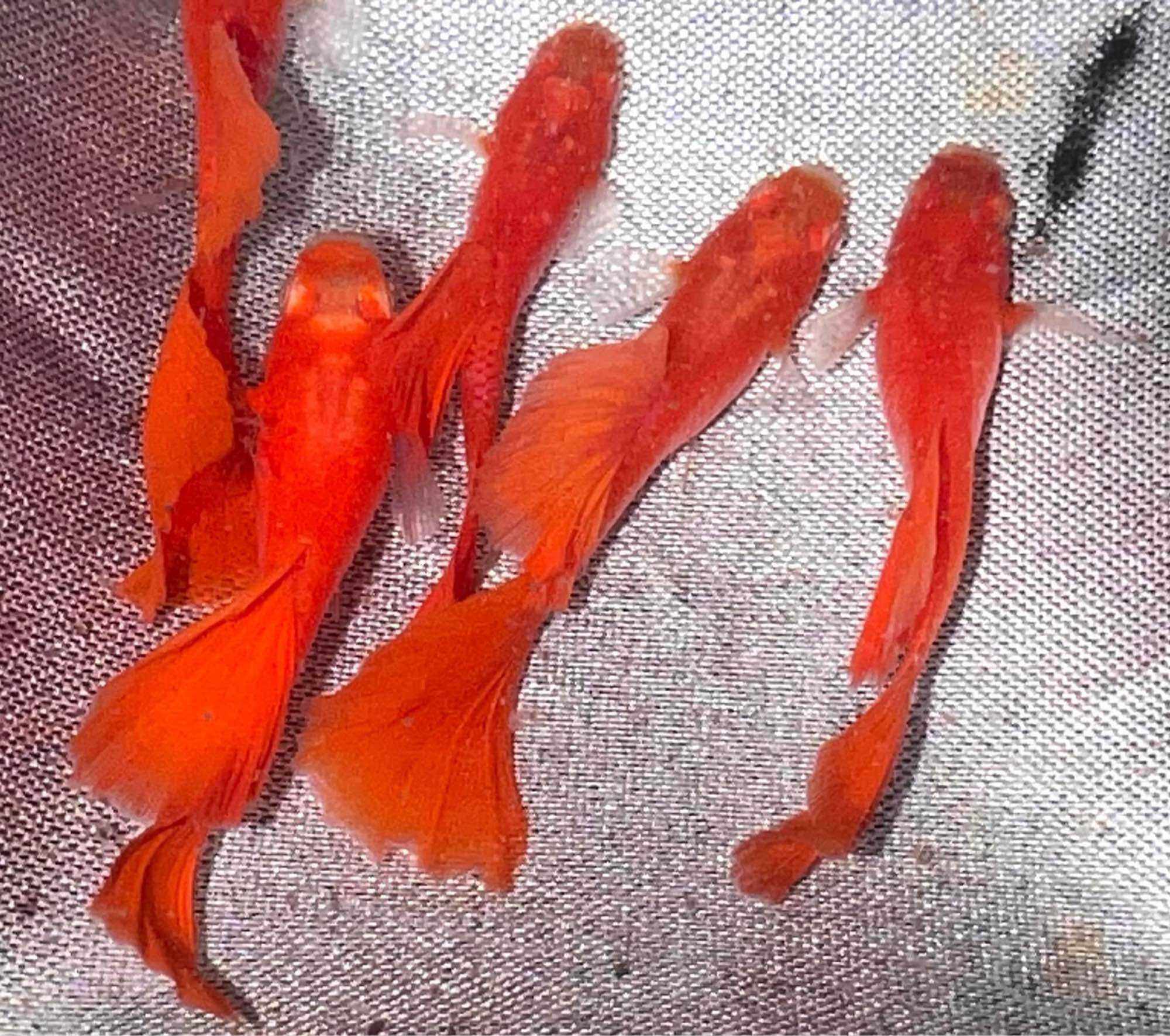 GUPPY FUN RED 1 CẶP LÀM GIỐNG
