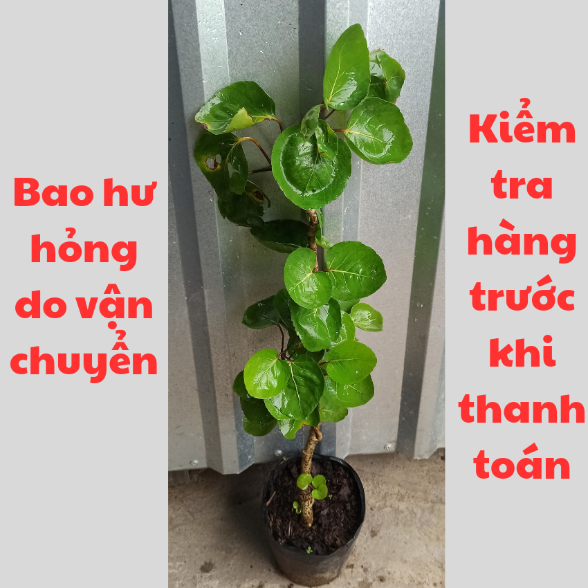 Cây Giống Đinh Lăng Chén