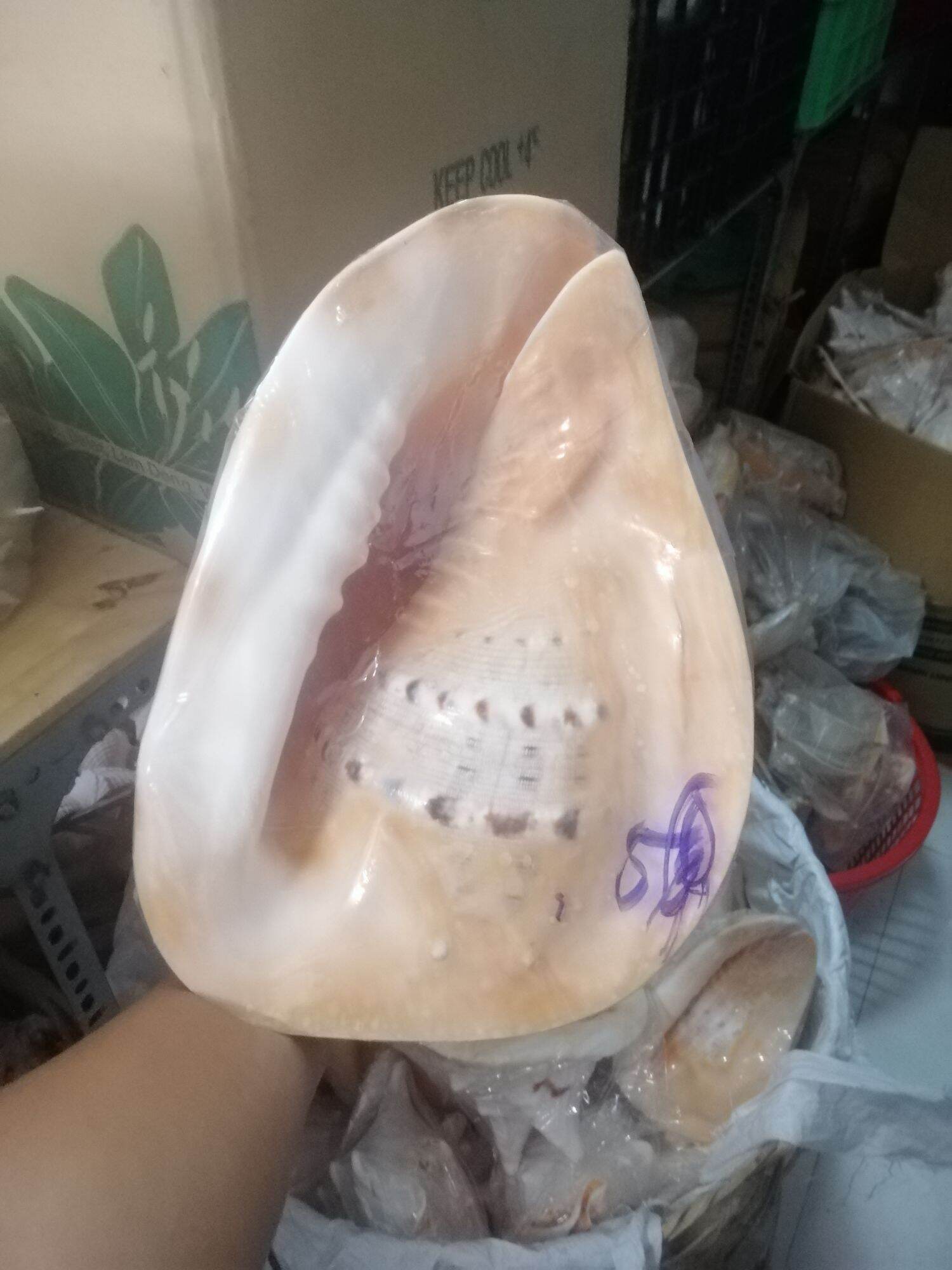 VỎ ỐC BIỂN. VỎ ỐC KIM KHÔI VÀNG SIZE TỪ 20-28 CM