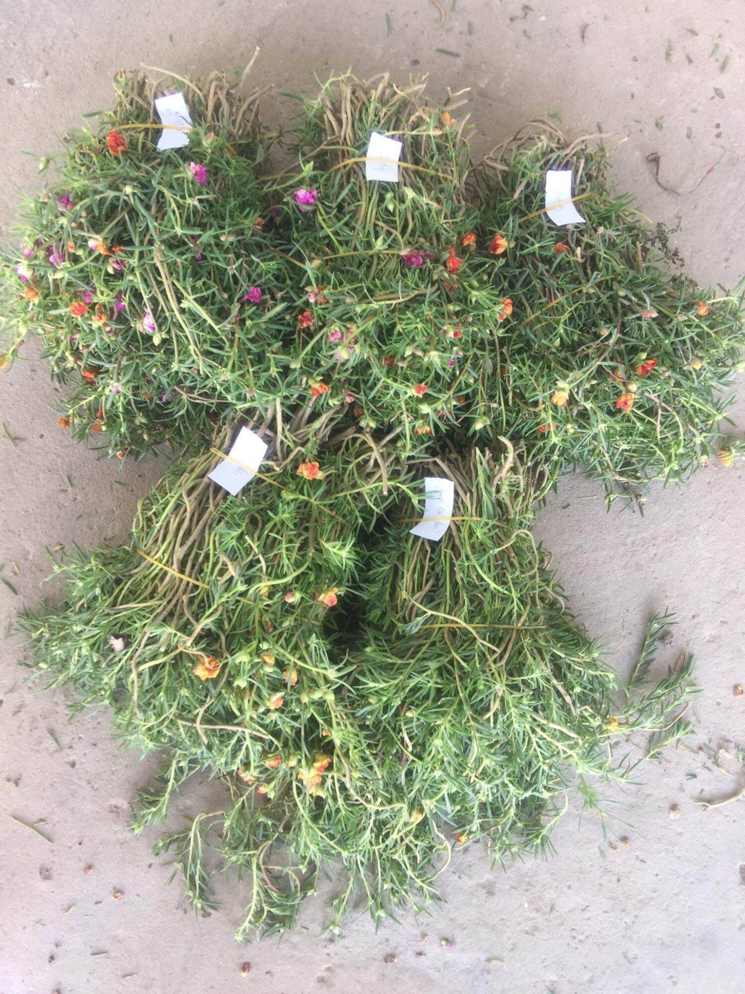 hoa mười giờ cành 10 giờ nhiều màu 1 ký
