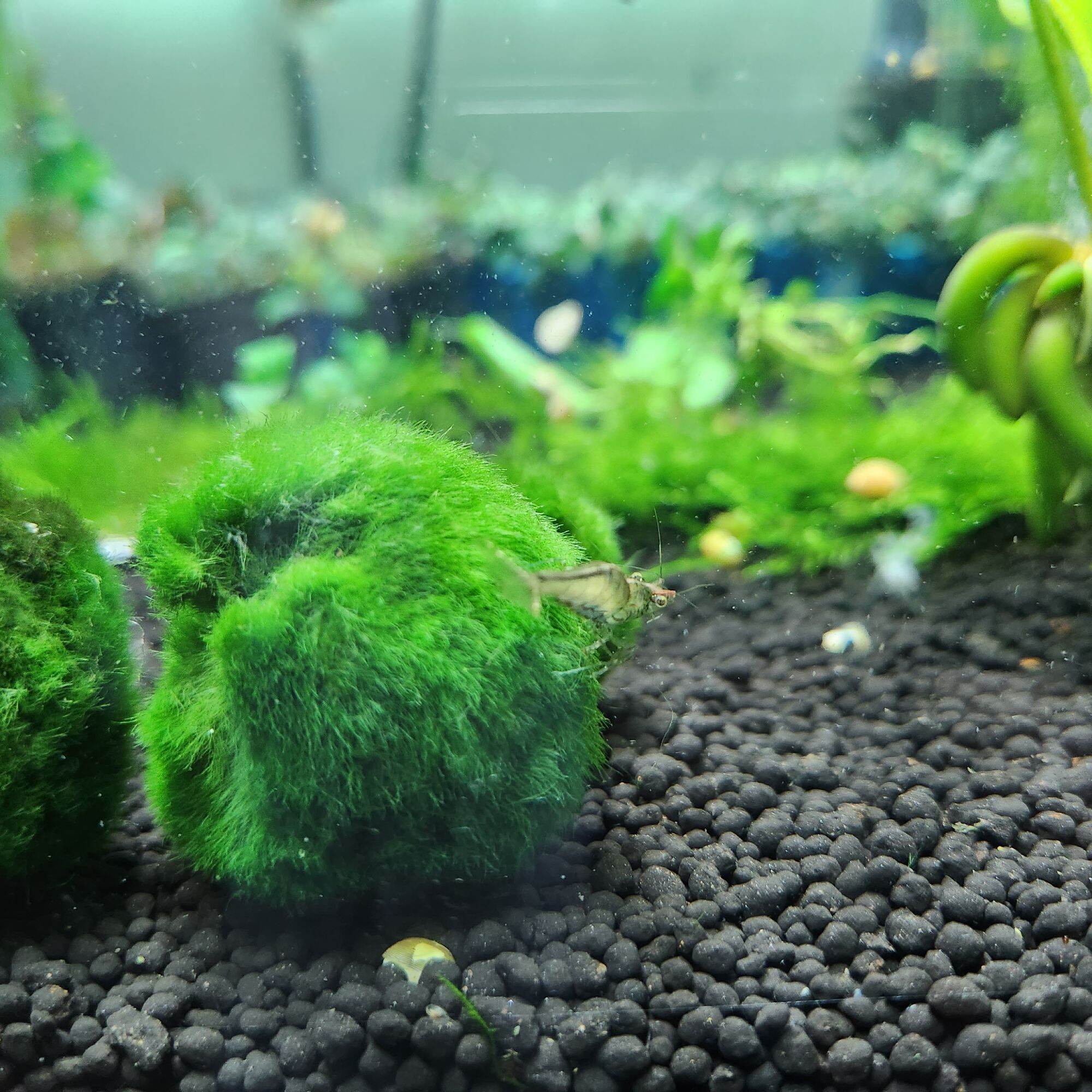 Tảo cầu Marimo Moss Ball trang trí hồ tép, thủy sinh (Size lớn 3cm)