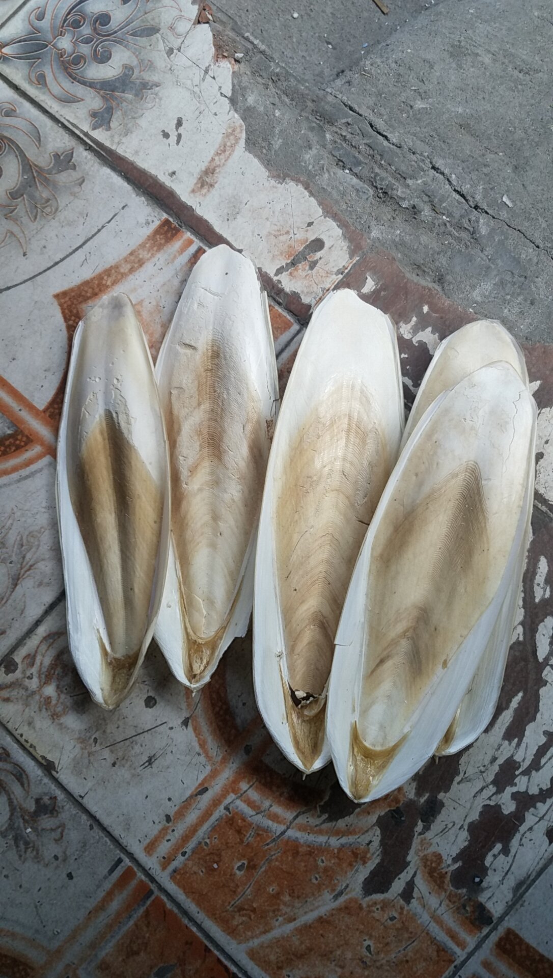 Mai mực/nan mực nguyên miếng, kích thước 20-22cm