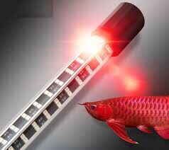 Đèn Led 4 Hàng Bóng mau đỏ Cho Hồ Cá Xuan Mei Long 80cm. Phụ Kiện Hồ Cá