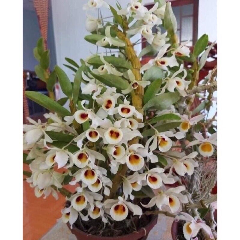 Hoa lan quý hiếm hoàng phi hạc