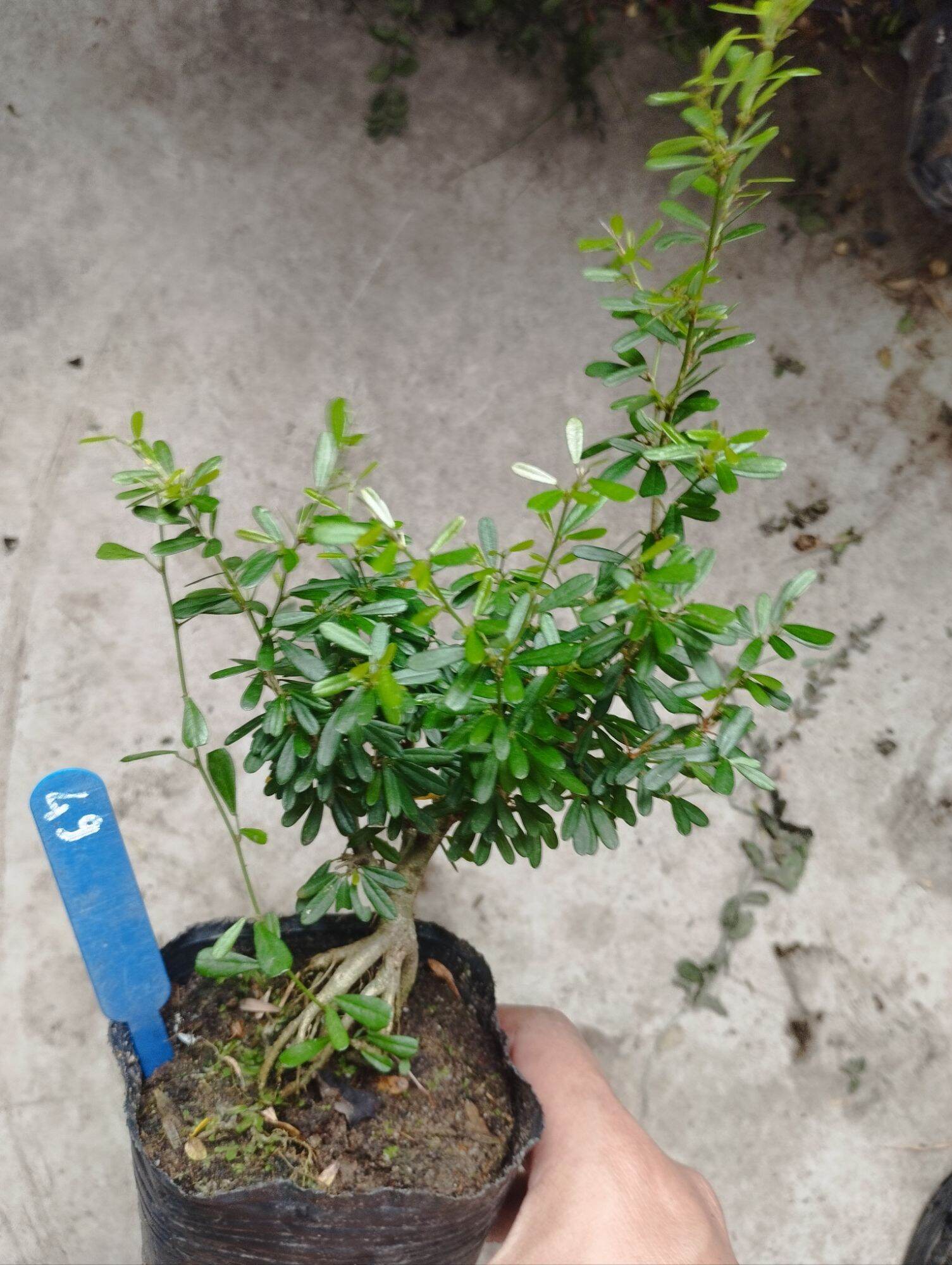 Linh sam 86 mini bonsai ( có sỉ)