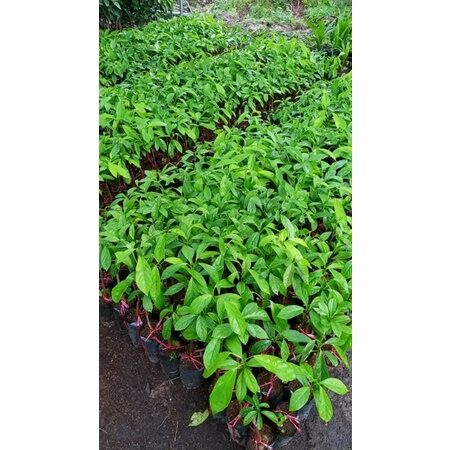 Cây giống dâu da xanh