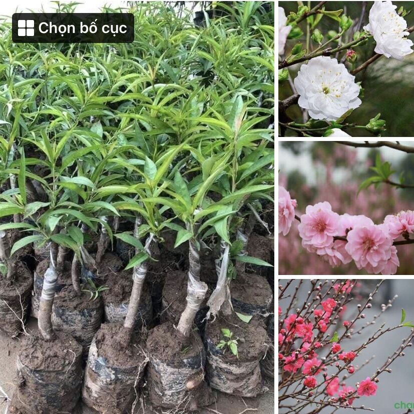 Đào bích , đào phai , đào bạch cây ghép chuẩn giống