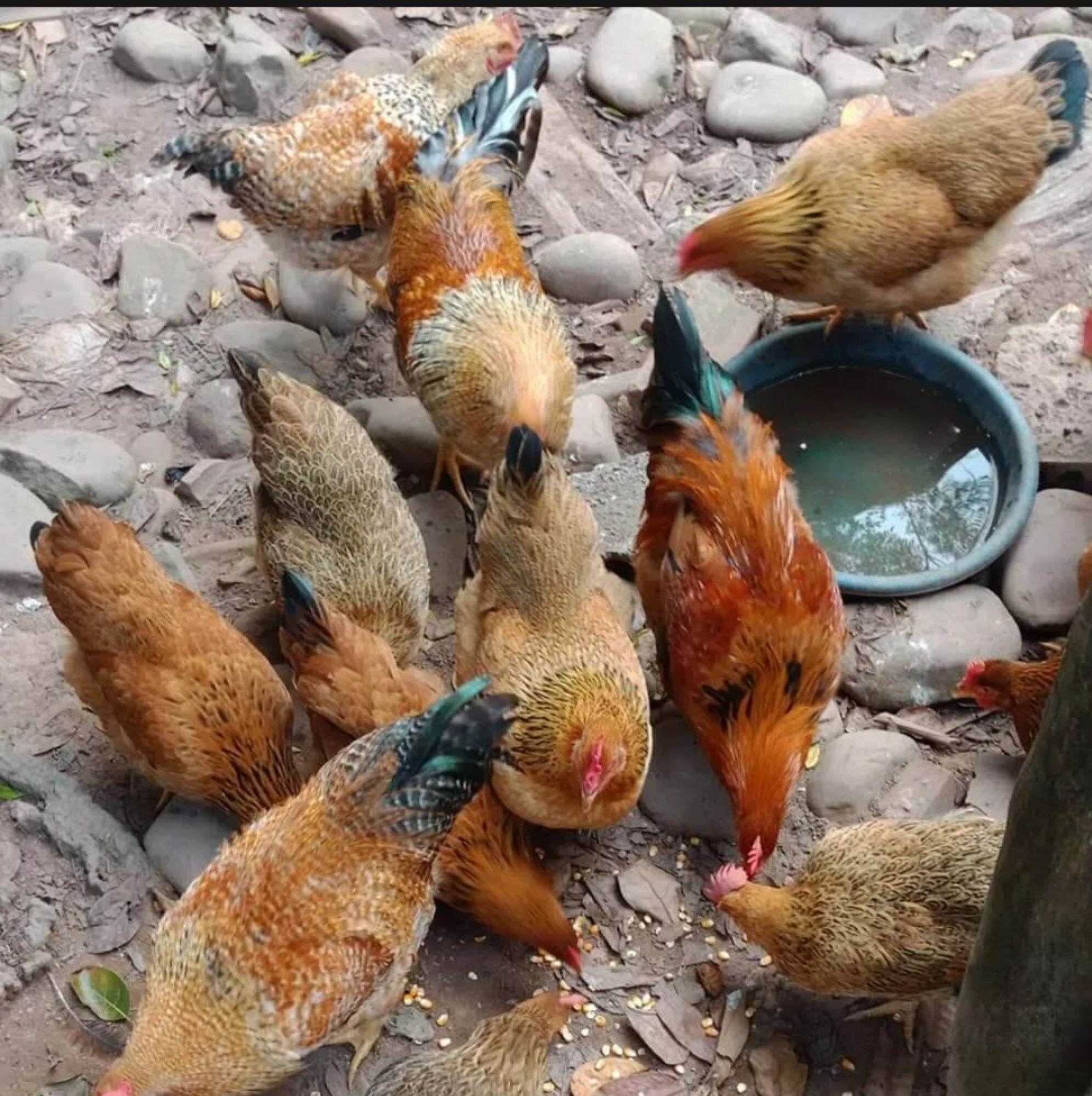 10 trứng gà đồi tiên yên