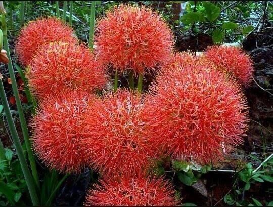 Củ hoa Hồng tú cầu