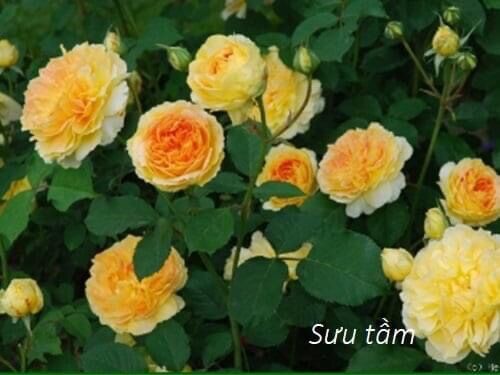 Hoa hồng ngoại thân tree Molineux rose