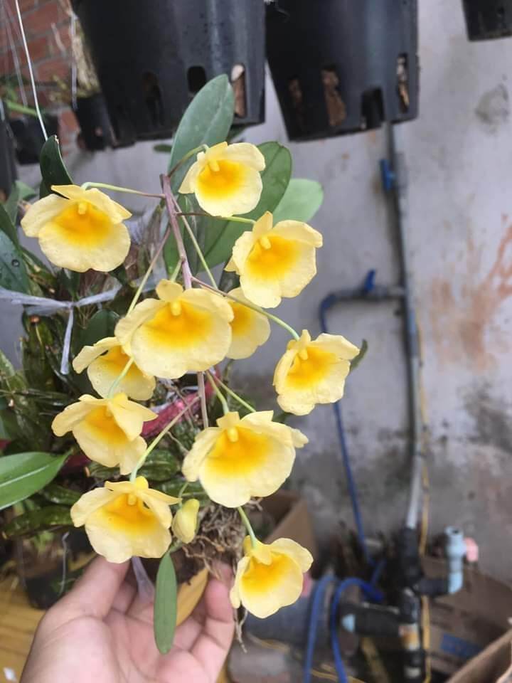 Combo 2 bó Lan Vảy Rồng