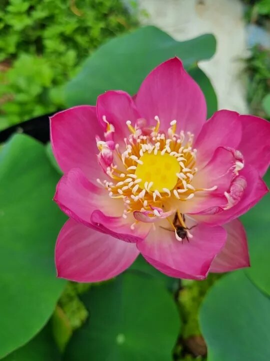 combo 3 Củ sen đủ màu