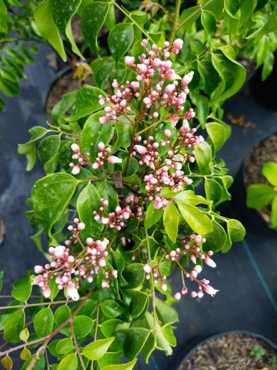 Cây Khế chua lùn đang hoa trái