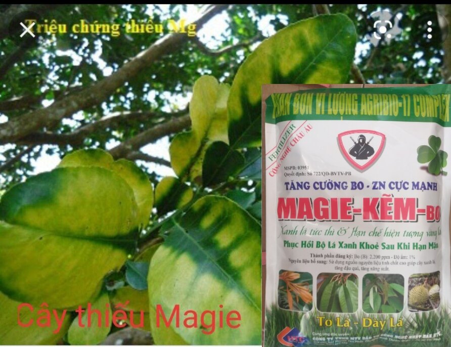 Magie kẽm Bo (Gói 1kg), tăng cường Magie, Kẽm, Bo cực mạnh, giúp cây xanh lá, dày lá tức thì và hạn chế hiện tượng vàng lá, phục hồi bộ lá xanh khỏe sau khi hạn mặn