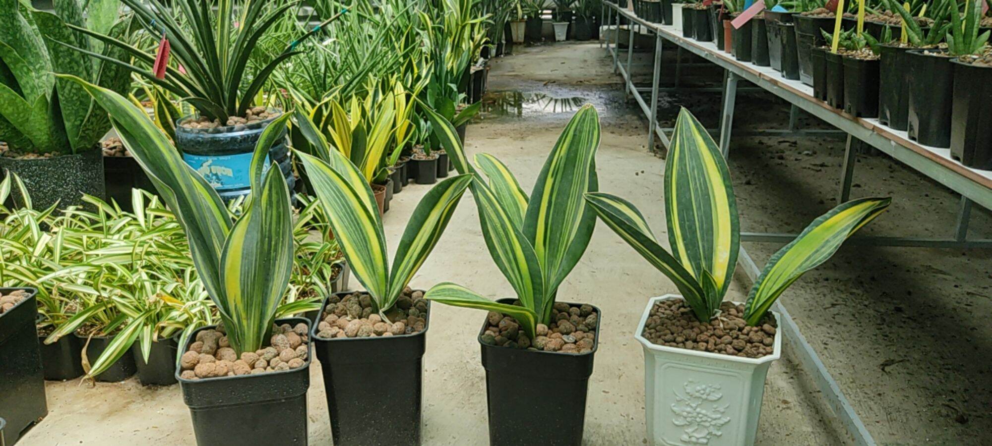 Cây lưỡi hổ, lưỡi hổ vây cá voi vàng, lưỡi hổ tai voi vàng, lưỡi hổ var - Sansevieria masoniana f. variegata - Whale Fin Variegata