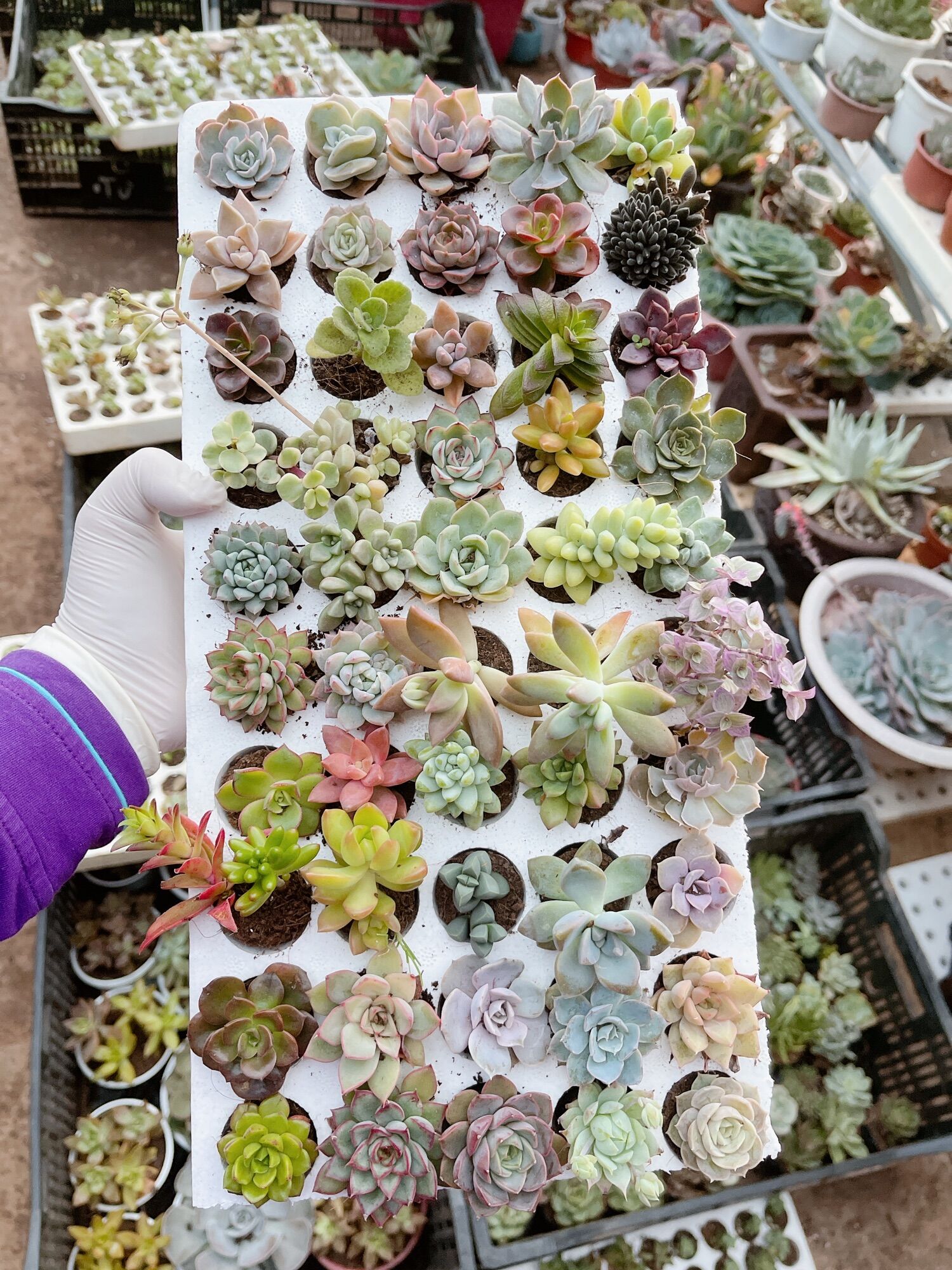 84 cây sen đá ngẫu nhiên size mini xuất vườn Đà Lạt , đã thuần khí hậu