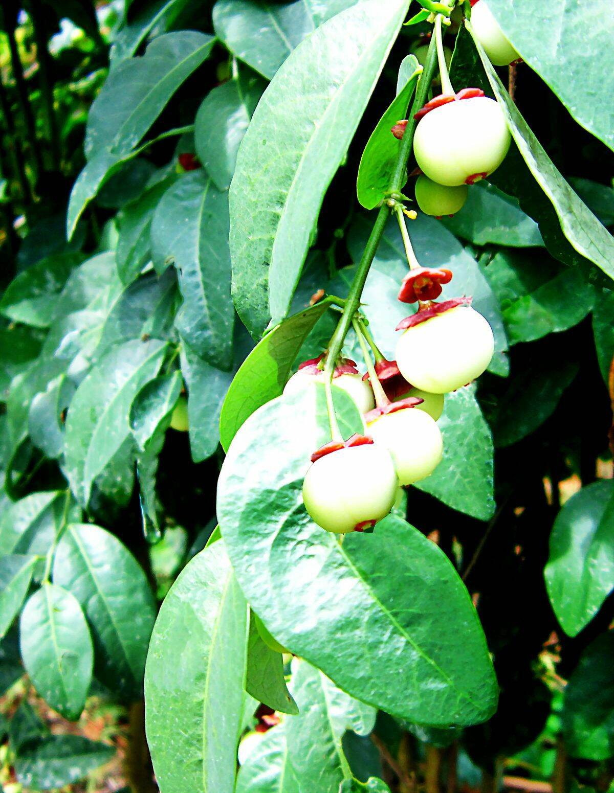 cây bồ ngót phơi khô 1kg