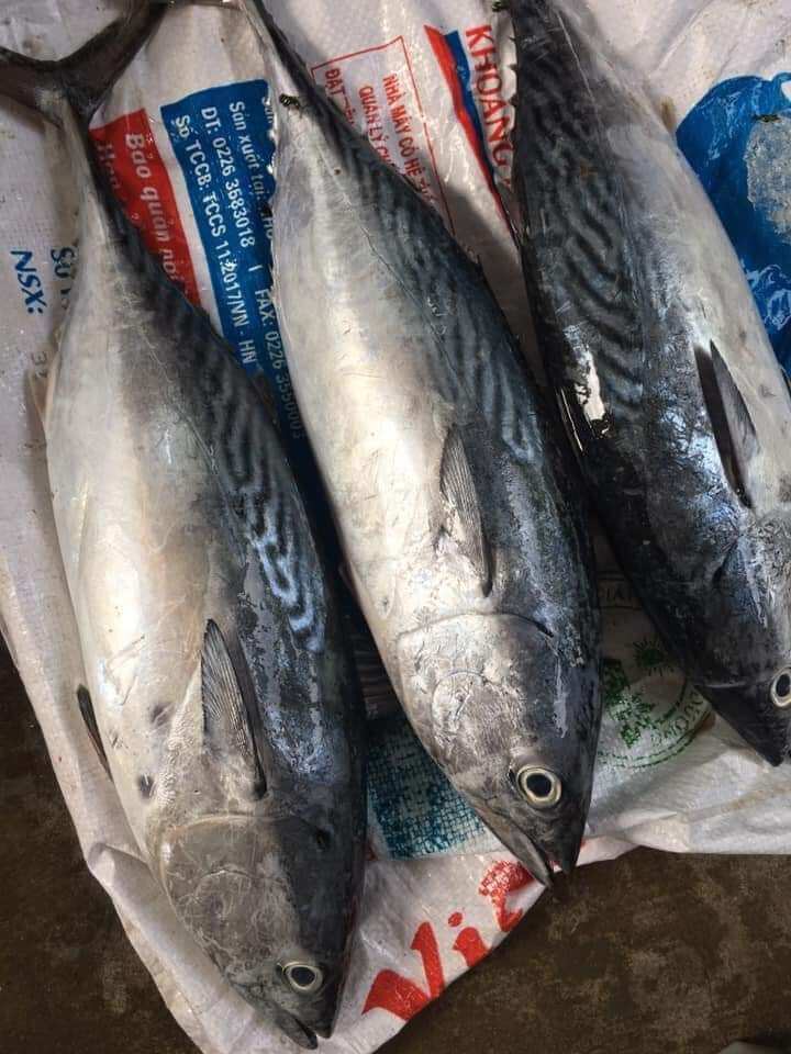 cá ngừ nướng