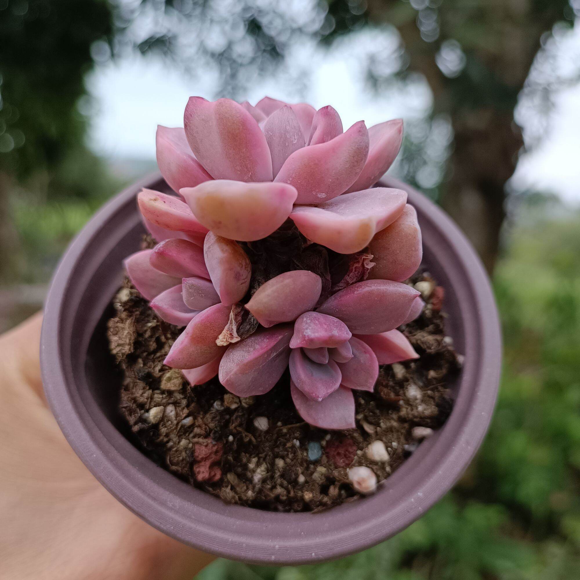 Sale 50%- Sen Đá Hồng Var - Đột Biến 1.