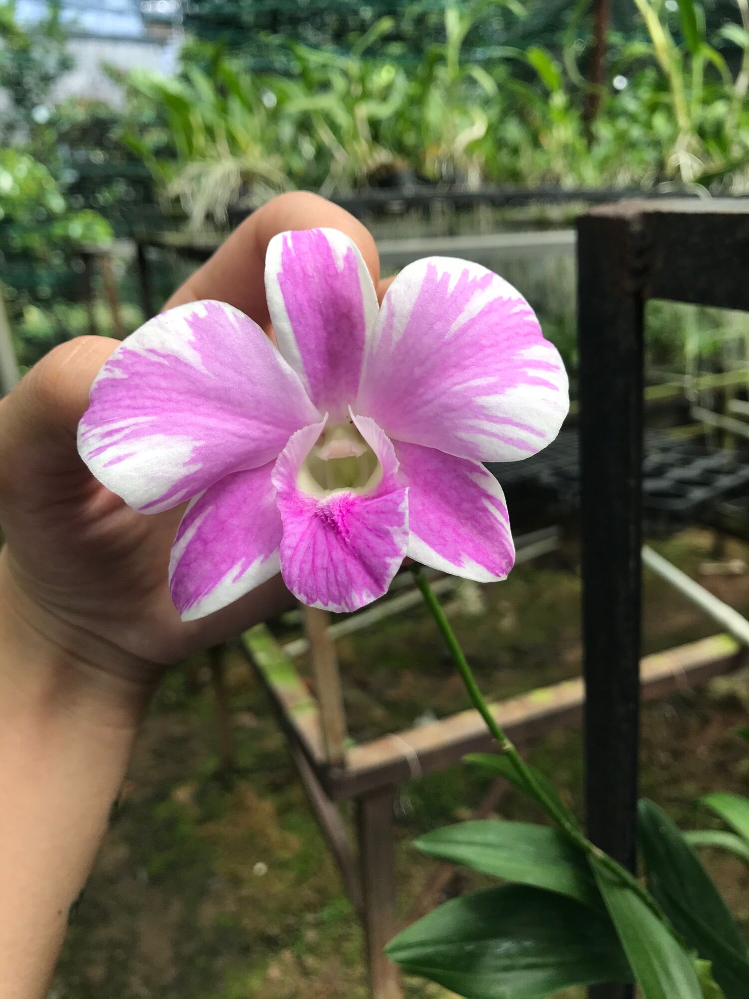 Cây Con Dendro Chớp Kim Cương