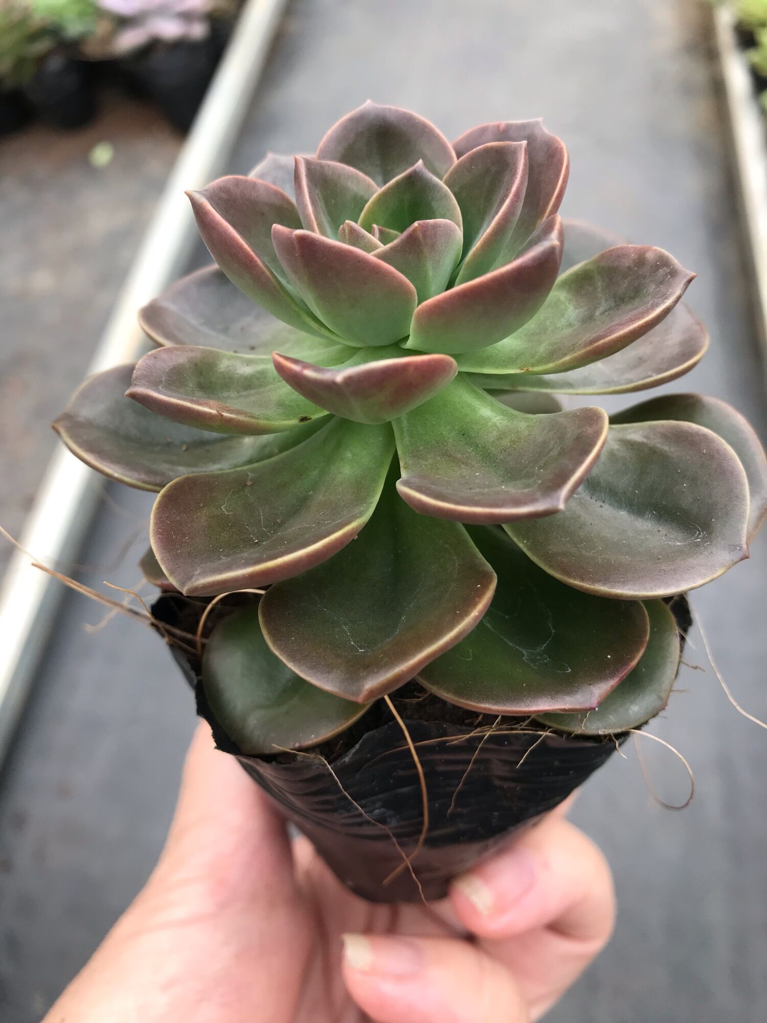 Sen đá nhật nguyệt cute size bầu