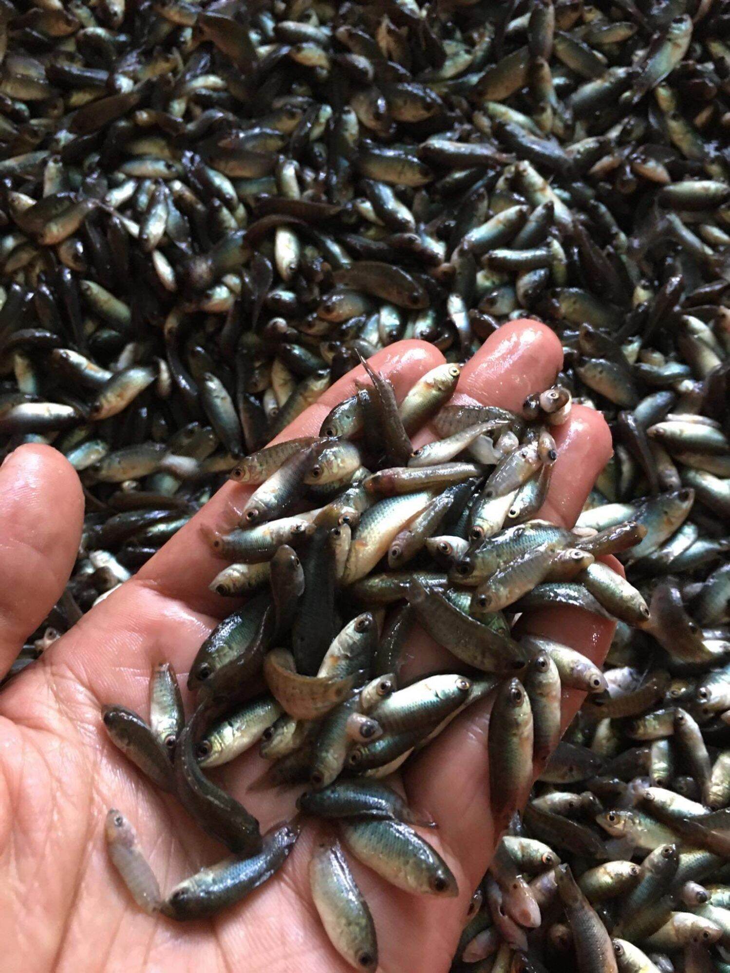 Mắm chua cá Rô Bí