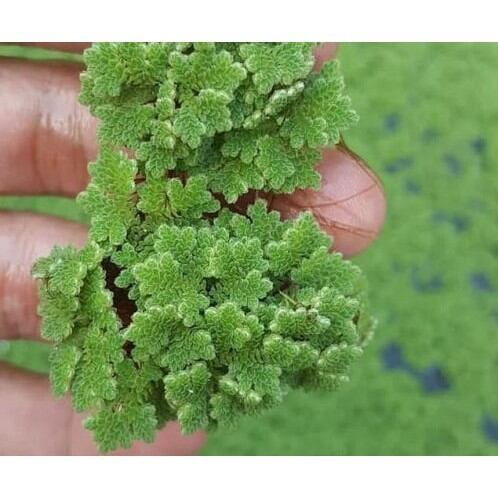 100g bèo hoa dâu mini thủy sinh dể nuôi