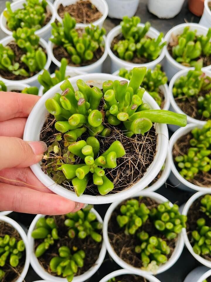 Sen đá ống điếu cute size trung
