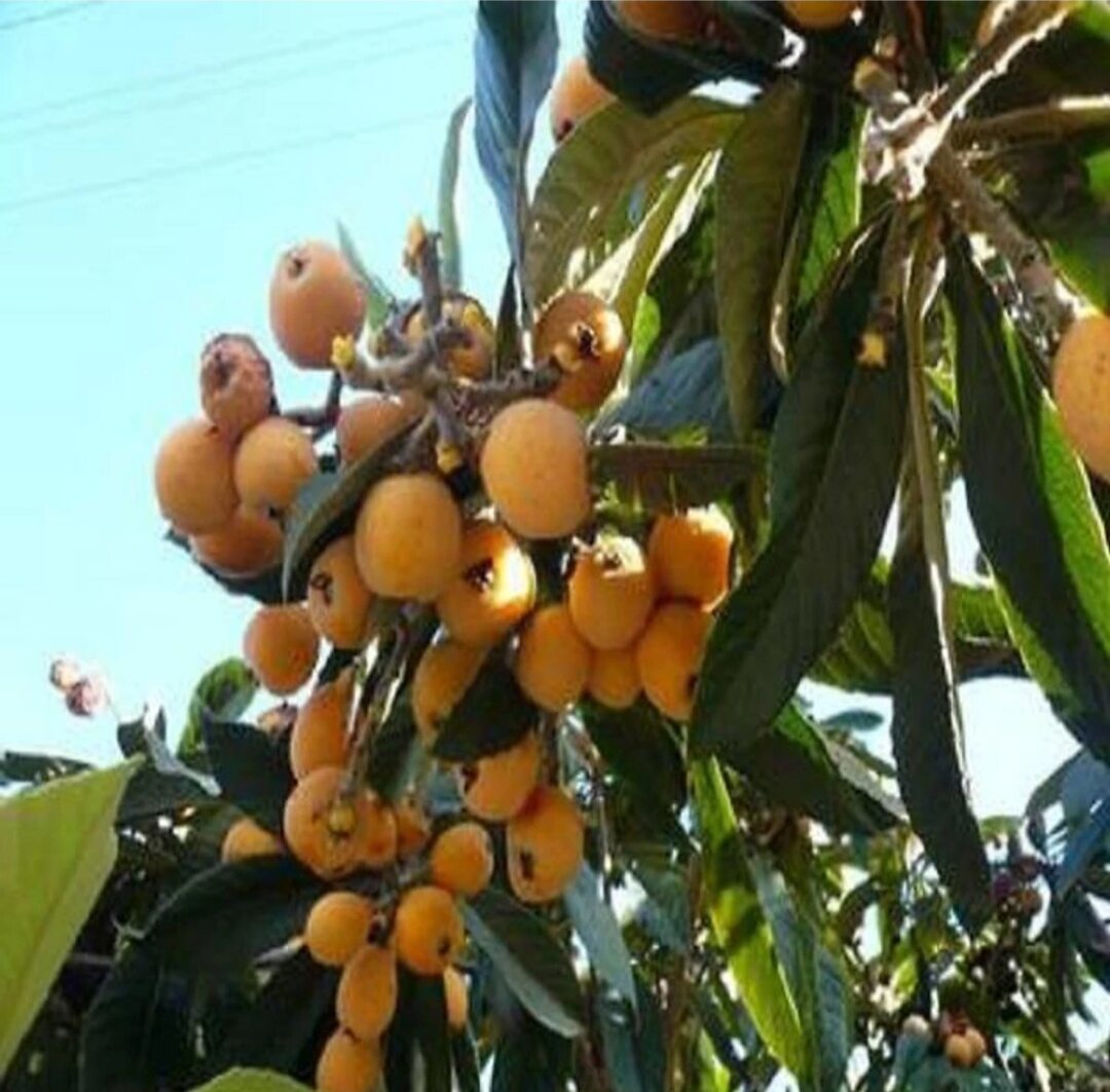 Cây Lê Ki Ma giống