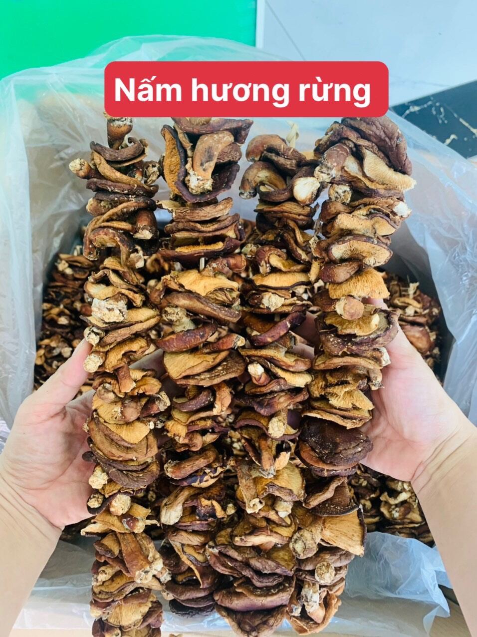 chân nấm đông cô
