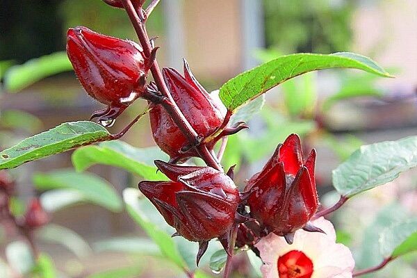 (1 cây) Cây Atiso đỏ (cây bụt giấm) - cao 20-40cm