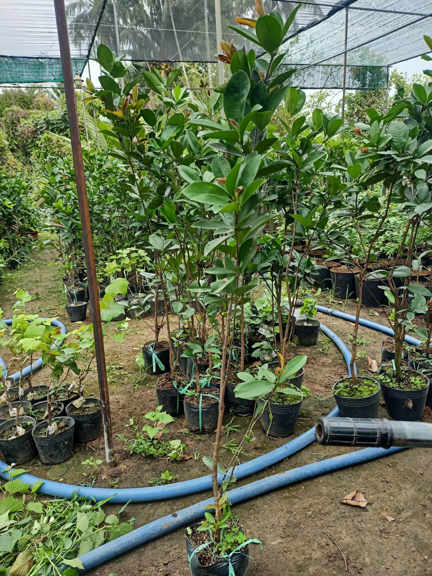 cây cherry Brazil chịu nhiệt