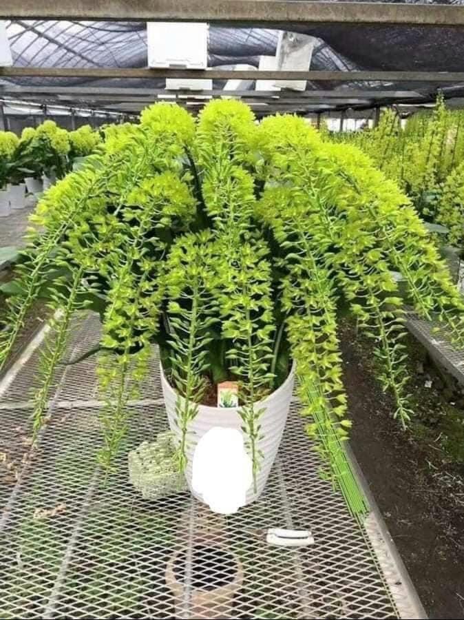 Hoa lan vũ nữ hoàng hậu