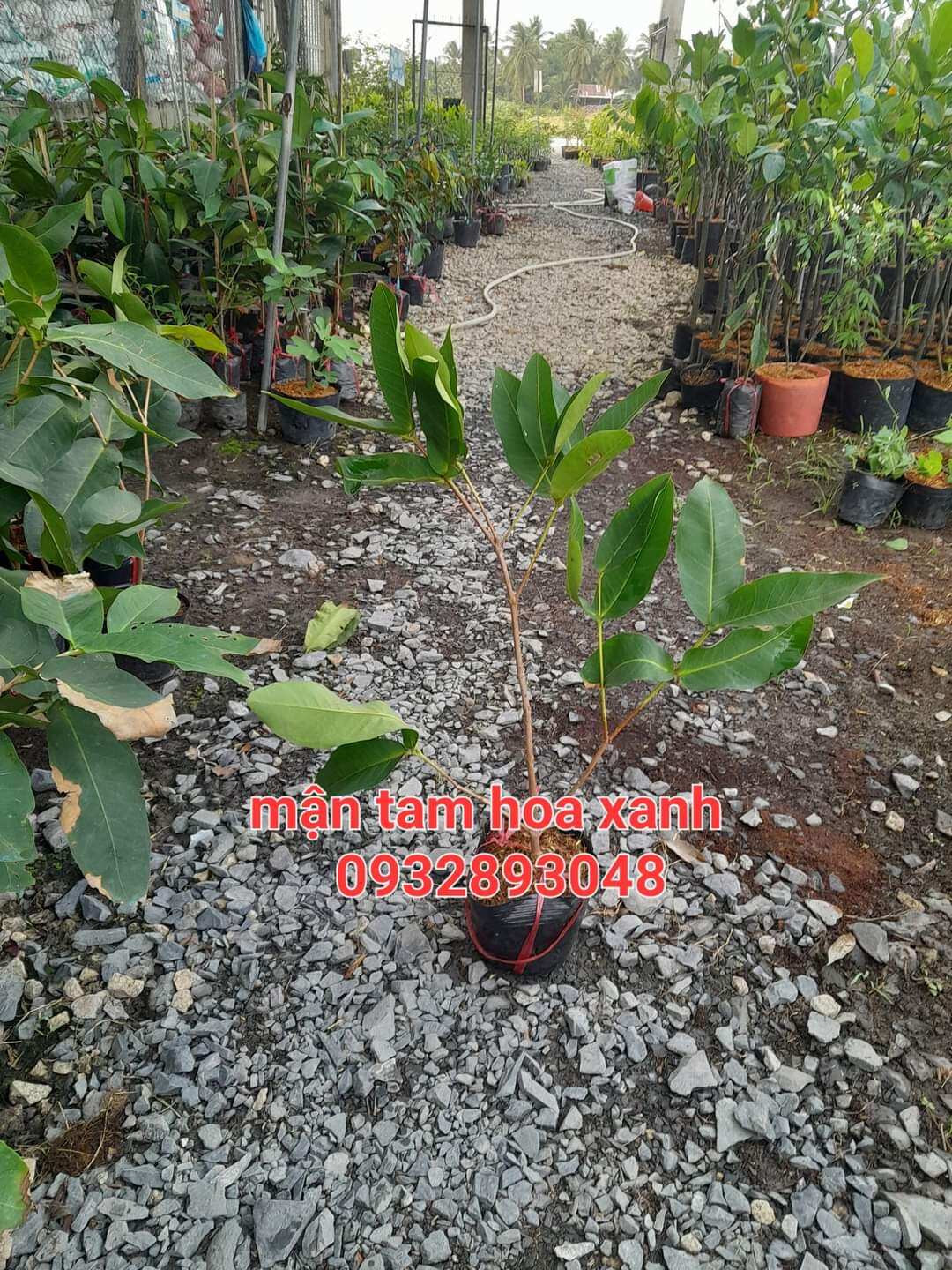 CÂY MẬN TAM HOA XANH, ROI XANH, CÂY CAO 70CM - 130CM, CHUẨN GIỐNG 100%