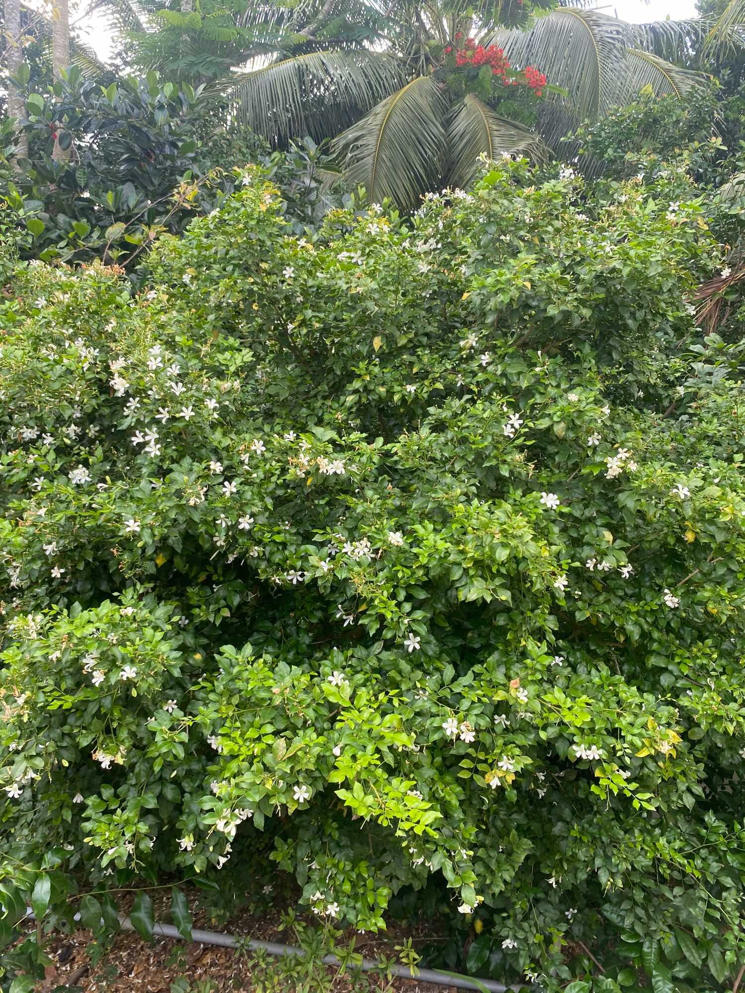 Hoa nguyệt quế cao 25-30cm