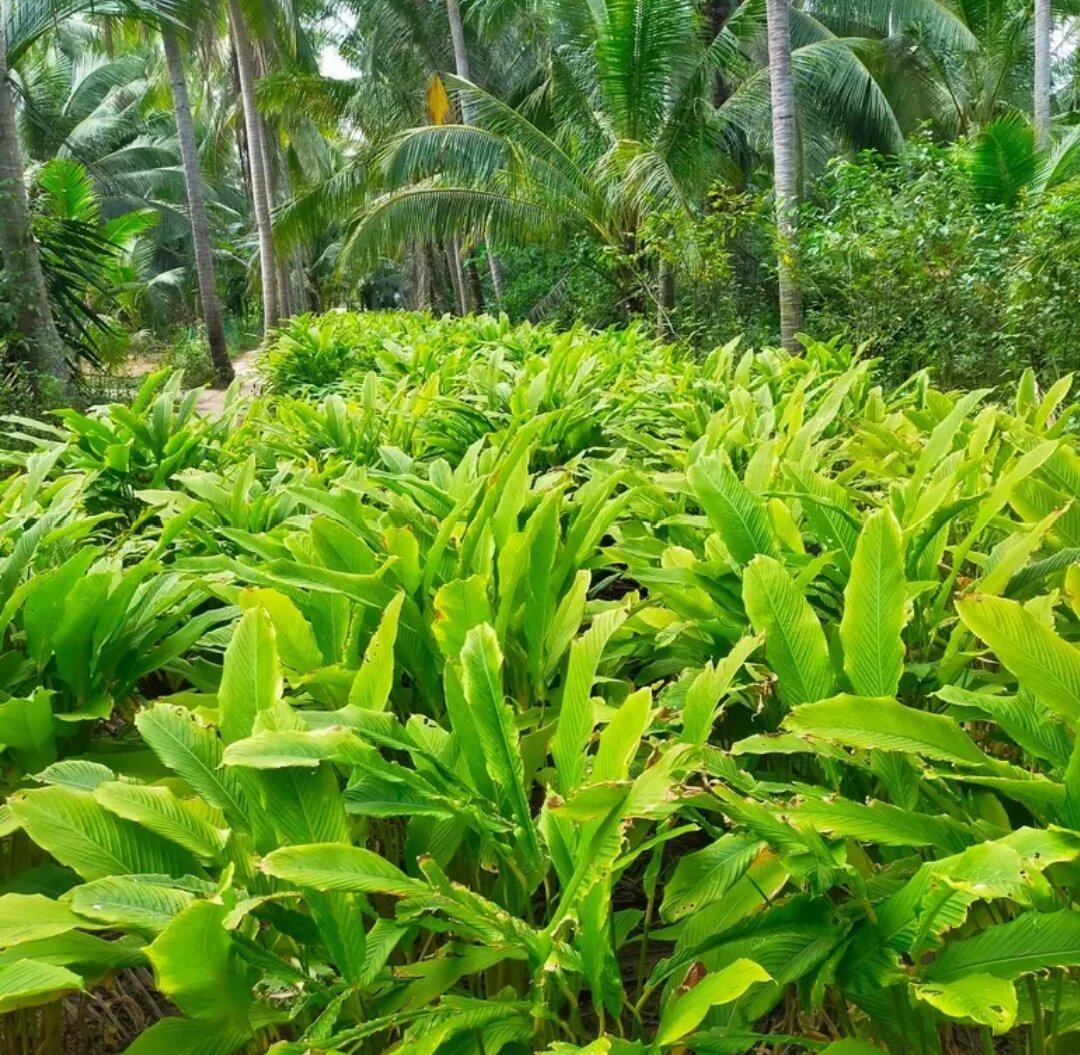 Củ Lùn tươi-1Kg