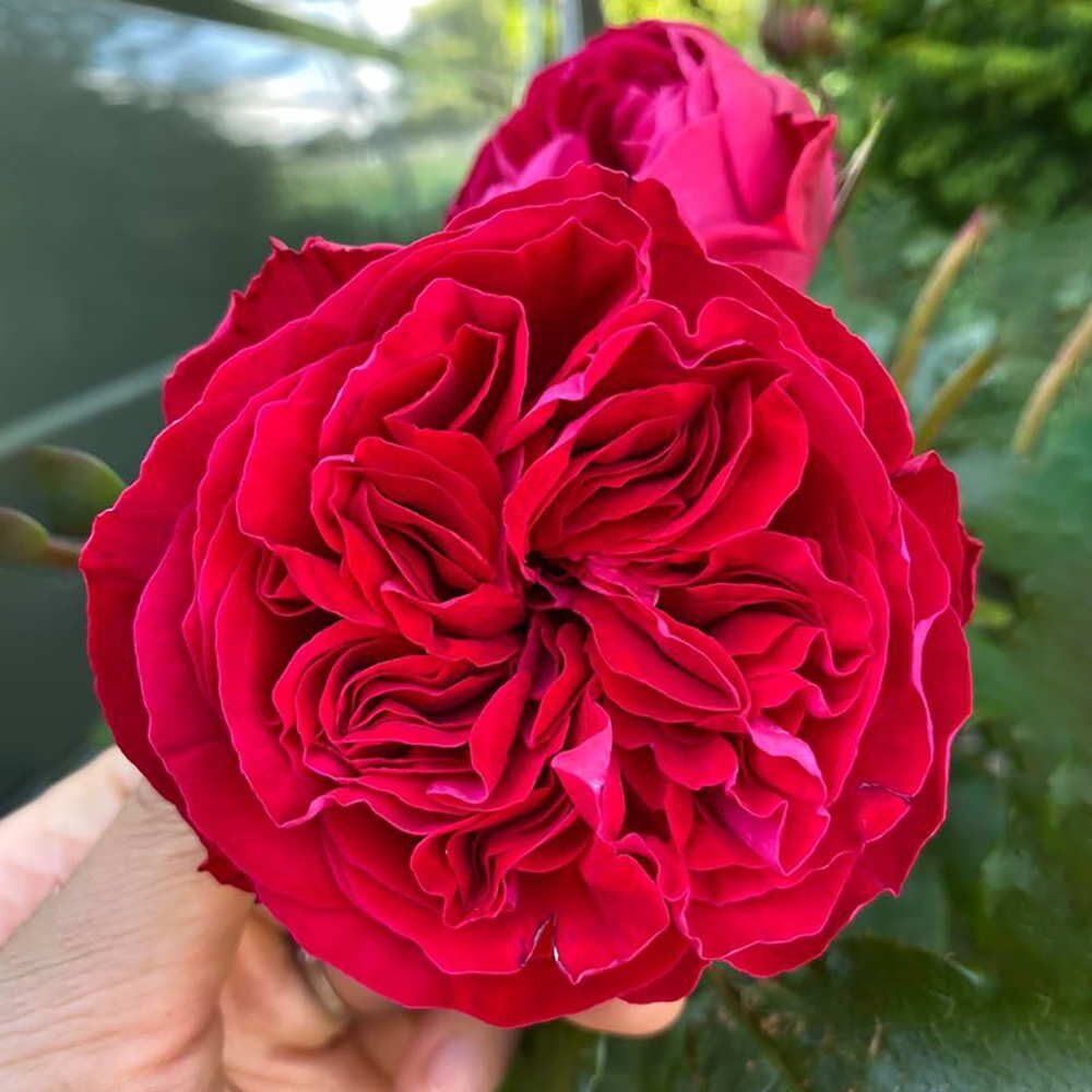 Hoa hồng Kate Rose - hoa thơm, hồng leo