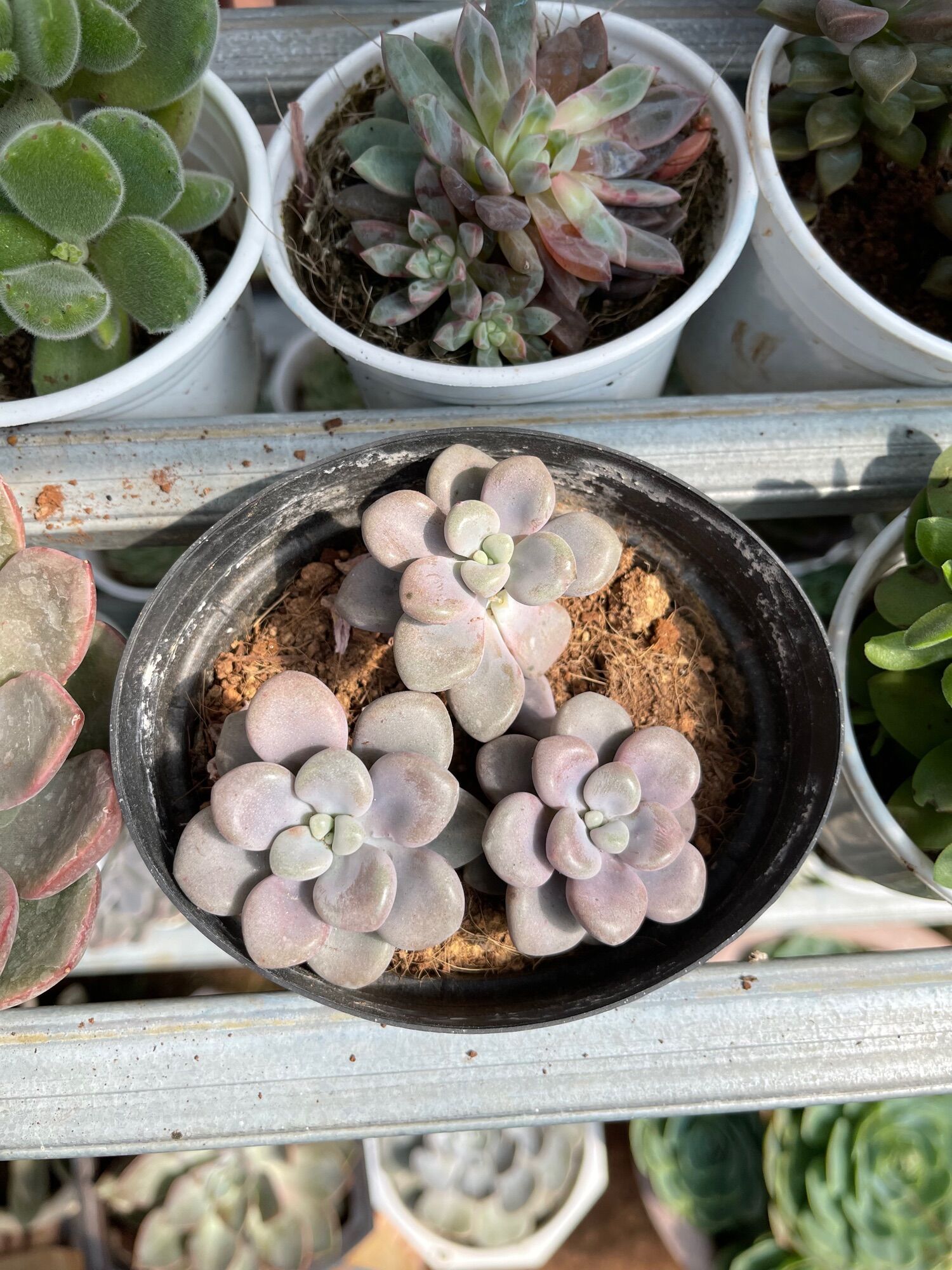 Sen đá sỏi hồng size trung 5-7cm