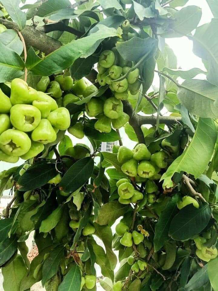 Cây mận đường xanh