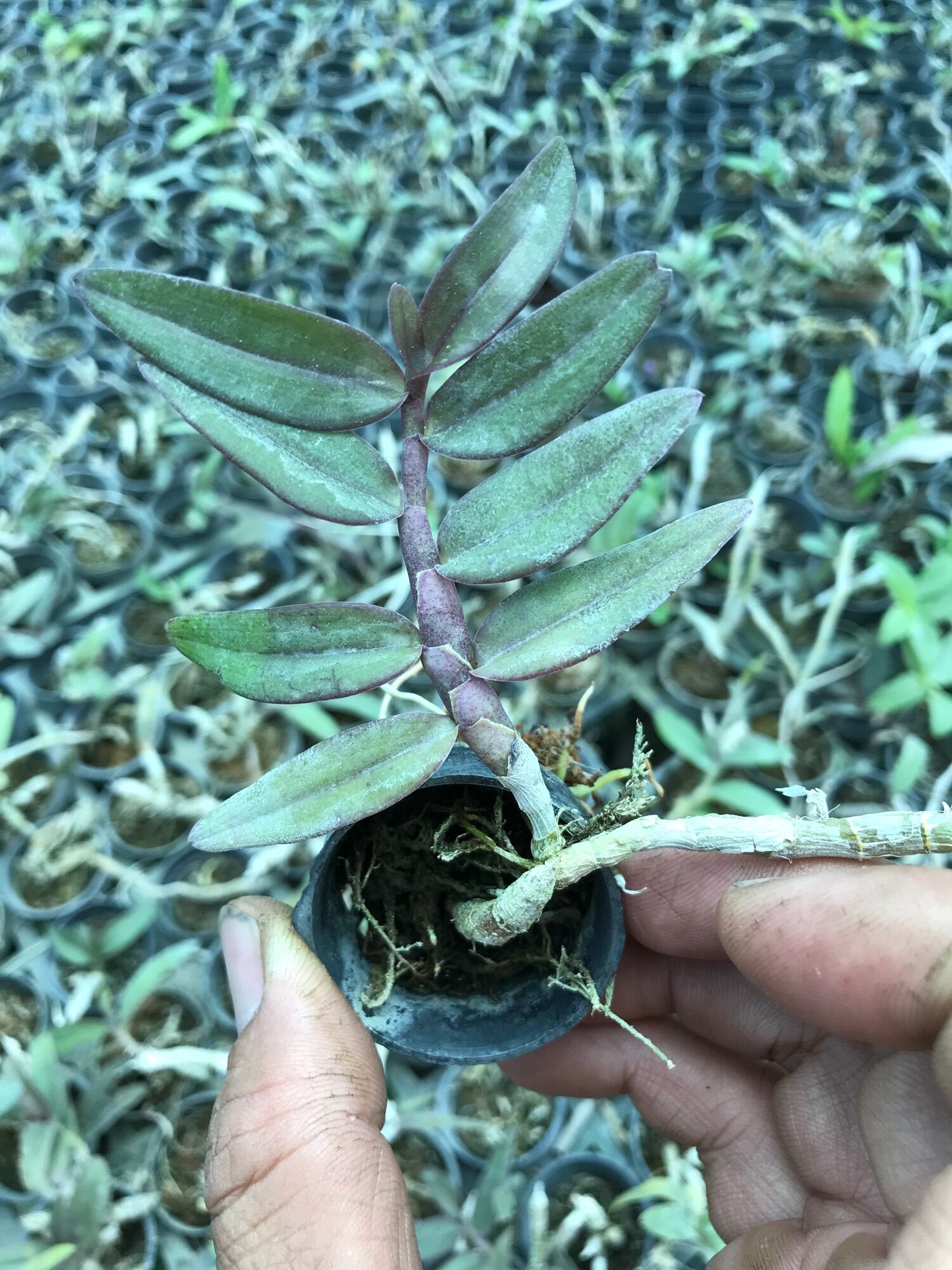 Hoa lan rừng cây giống 6 cây 100 k