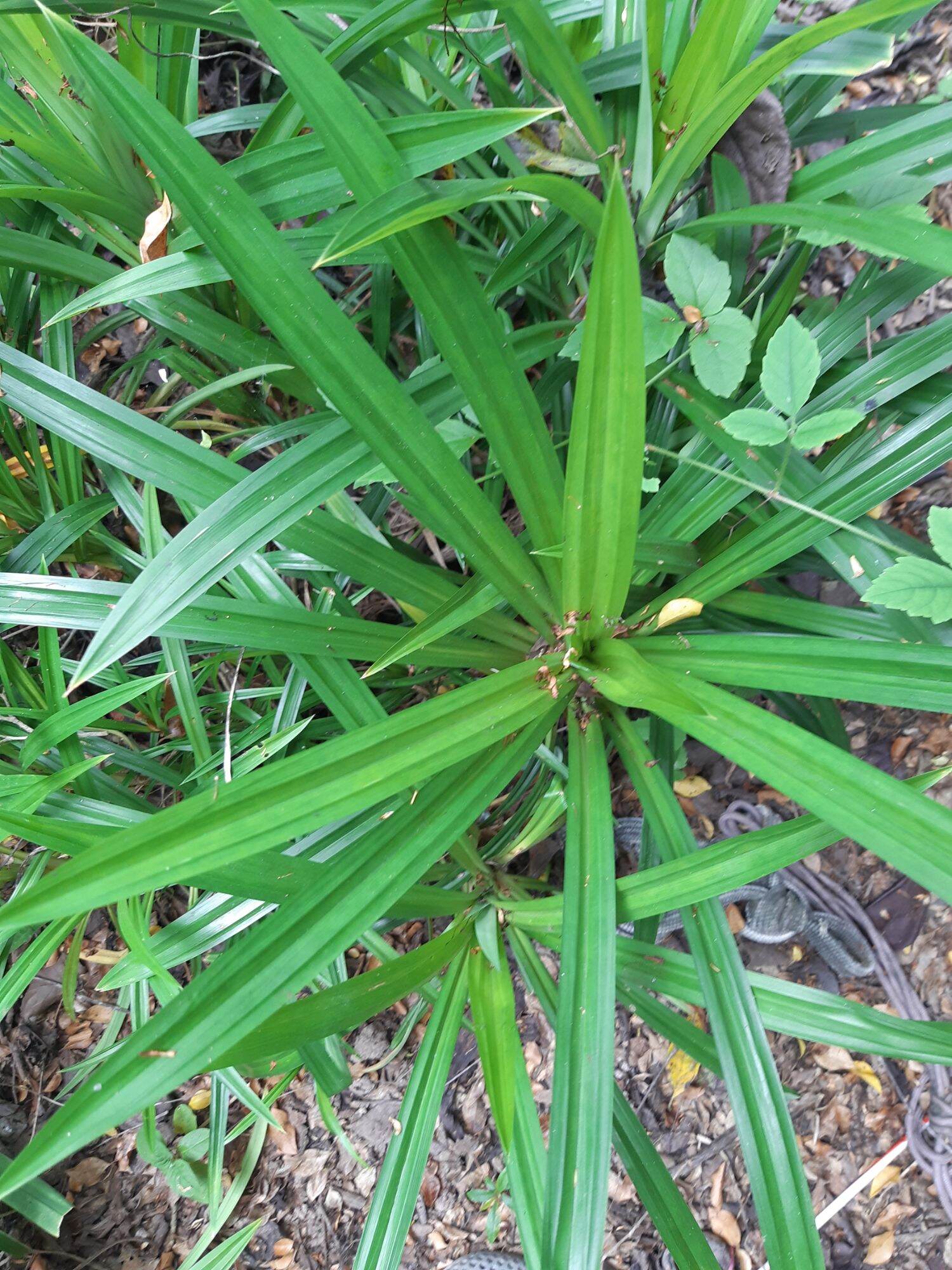 Cây lá dứa ( ảnh thật tại vườn)