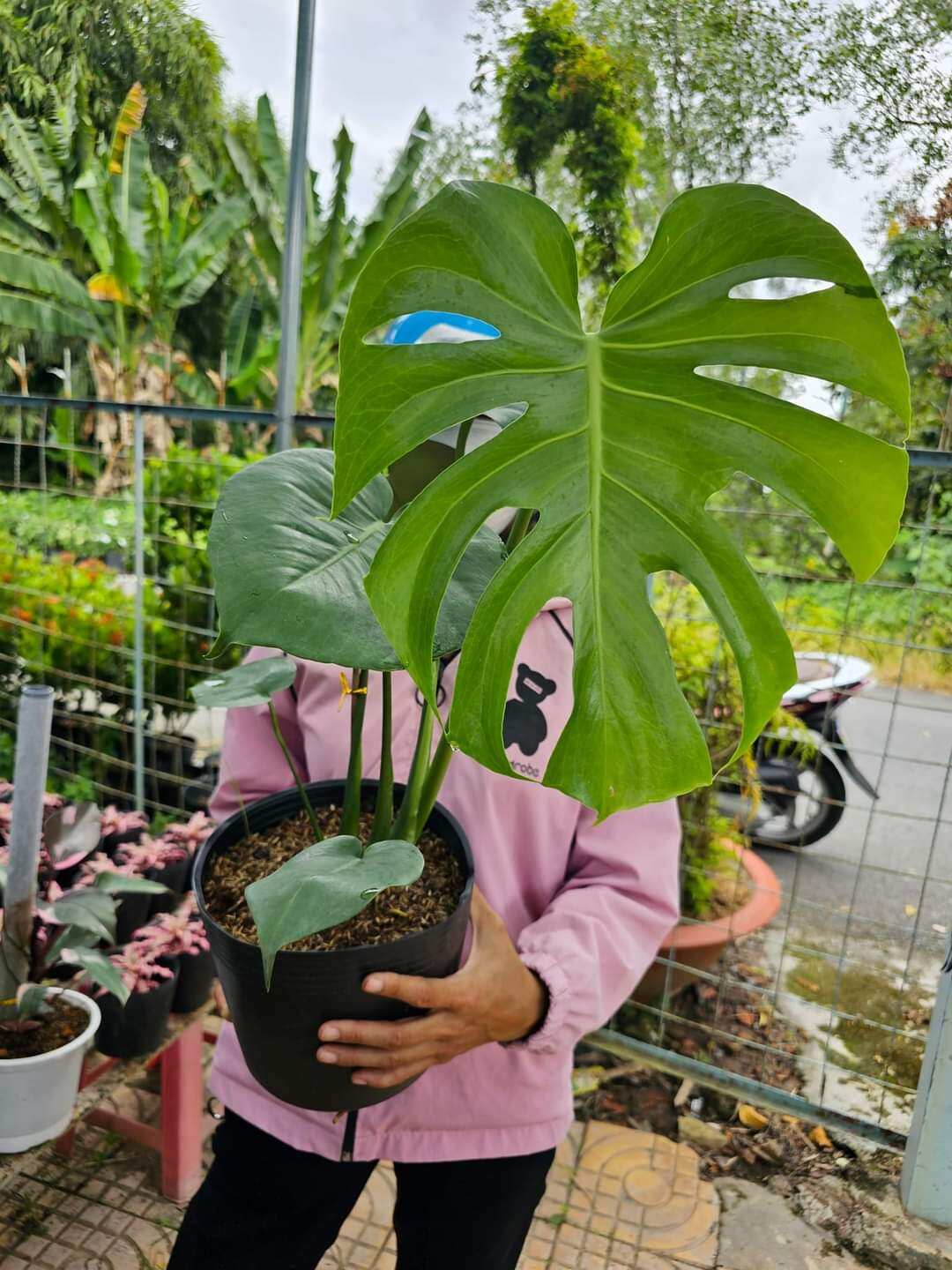 Trầu bà lá xẻ Monstera Deliciosa