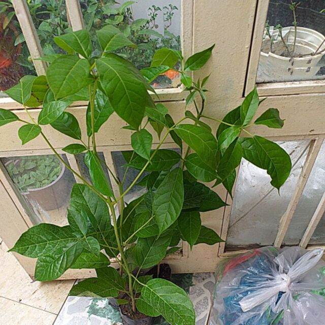 com bo 2 Cây kèn hồng cao từ 80-100cm.