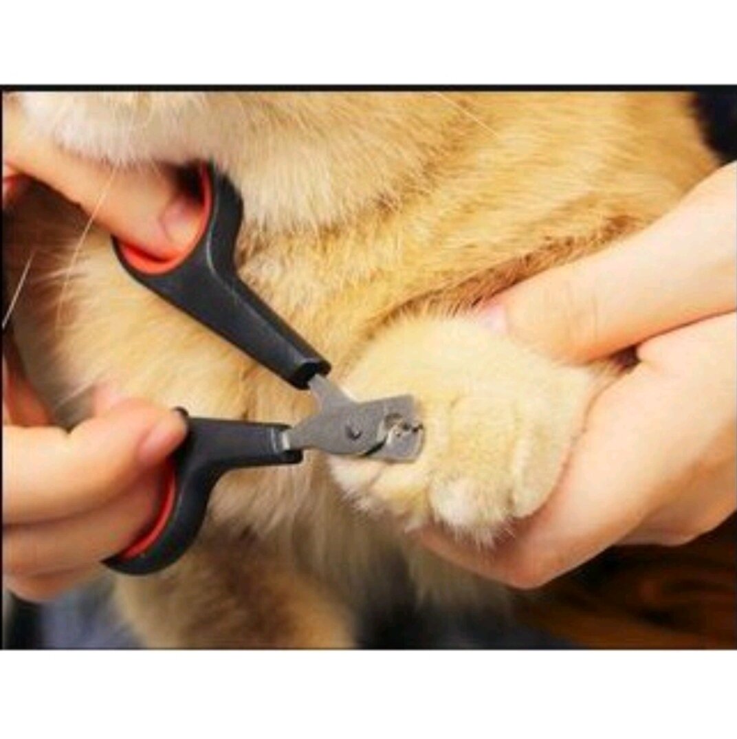 Kéo cắt móng cho chó mèo