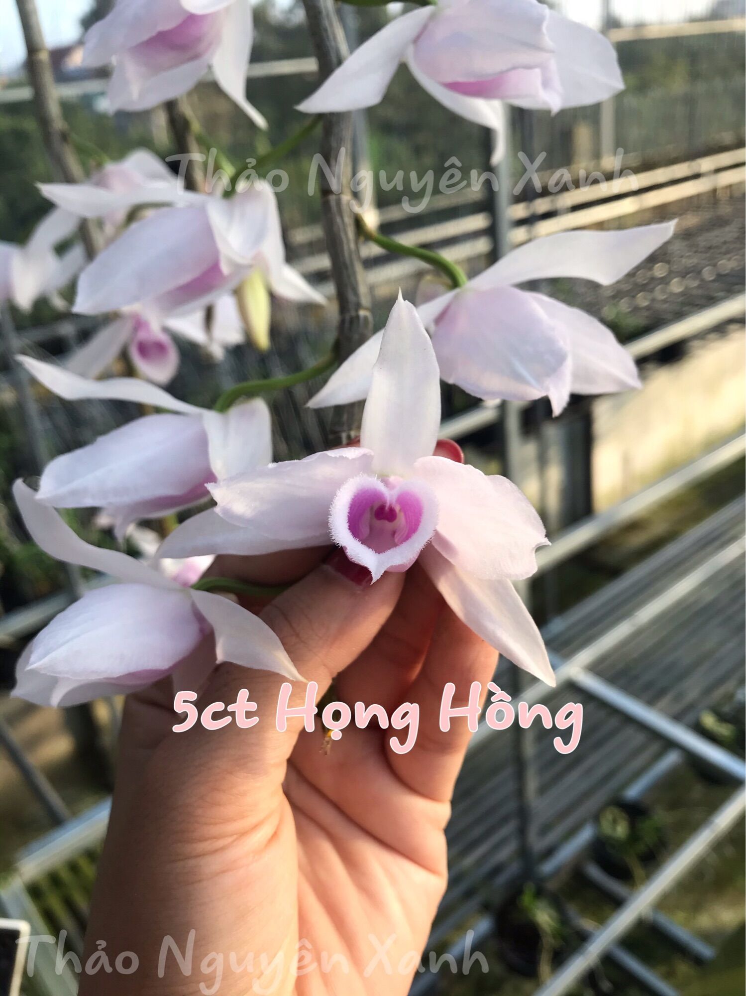 Phi điệp 5ct họng hồng đang nứt nụ tết 2023